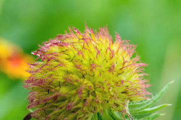 Gaillardia flowers with multiple colors and bright colors. It is a genus of flowering plants in the sunflower family.