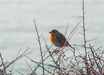 Rotkehlchen im Winter am Meer in Schlehdornhecke - Robin redbreast in the winter near the sea in blackthorn
