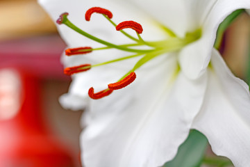 Fototapeta na wymiar Flowers of a white garden lily closeup