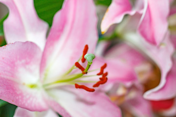 Flowers of a pink garden lily closeup