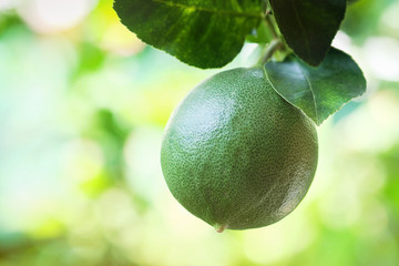 Lime fruit on lemon tree