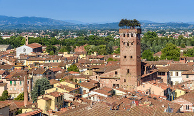 Fototapeta na wymiar view of Lucca and the Torre Guinigi (Guinigi Tower), tuscany, italy
