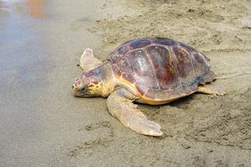 Loggerhead Sea Turtle (Caretta caretta) released back into the wild - 161939576
