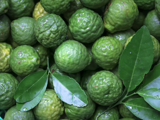 Group of Kaffir lime, Fresh Kaffir lime