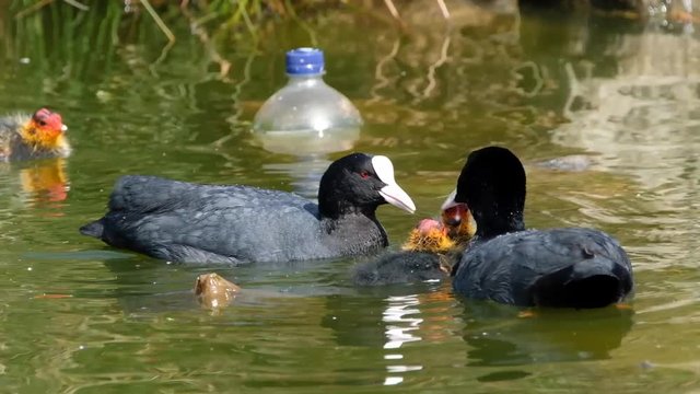 Coot family and young coots on fresh water pond.
