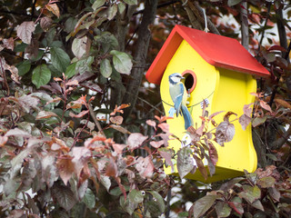 Bird is in the House