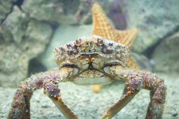 Huge spider crab with a starfish in the background.