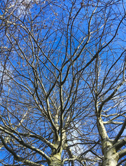 Bare Tree Against Blue Sky