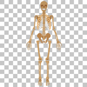 Vector image of human skeleton on a transparent background.