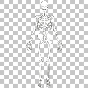 Clear skeleton hotsell