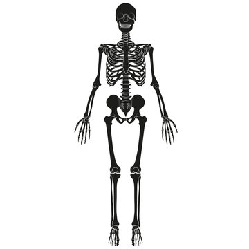 Vector image of human skeleton.