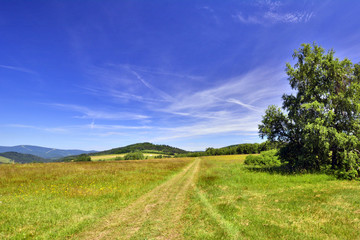 Fototapeta na wymiar polna droga przez łąkę w piękny letni dzień