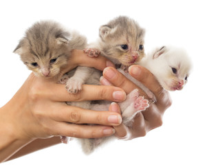 Three newborn kitten in a hand on a white background