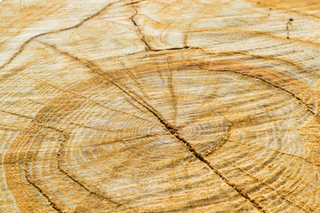 Fototapeta premium sawing of wood close up. Background and texture of wood