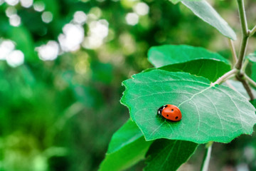 Fototapeta premium Vibrant ladybug on green leaf against blurred background