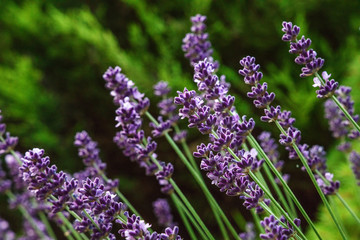 Closeup of blooming lavender flowers with copy space