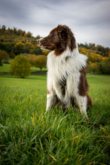 Australian Shepherd sitzt auf schöner Wiese