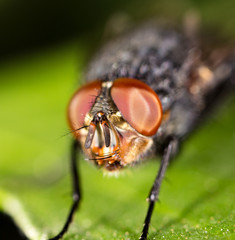 Portrait of a fly in nature.