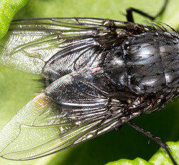 Wings of a fly in the nature.