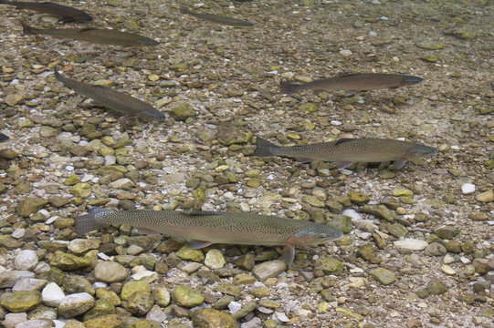 Fishes - Gr&uuml;nau - Austria