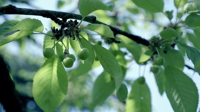 Unripe cherries in spring on tree with leaves. Green cherry in garden. Detail of fruits on spring theme, trees in background. Spring atmosphere, sunny day. Low depth of field, v-log slowmotion footage