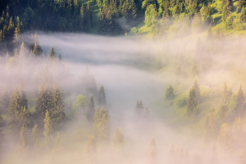 Fototapeta na wymiar Foggy Landscape in Mountains. Beautiful morning landscape with trees in the fog.