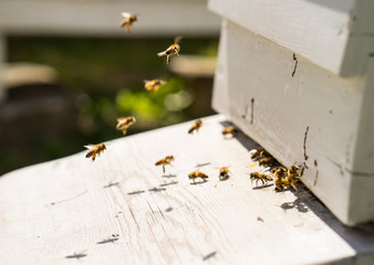Close up of bees flying in and Out of their hives
