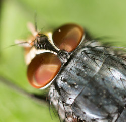 Portrait of a fly in nature.