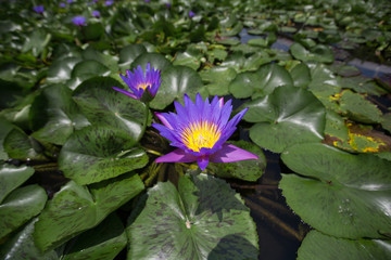Violet water lily blooming in the midst of lily pads on a pond 