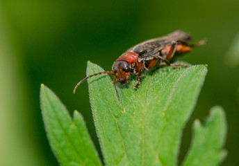 Naklejka premium Beetle close-up in green foliage