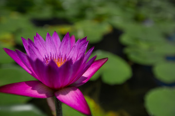 Pink water lily blooming in the midst of lily pads on a pond