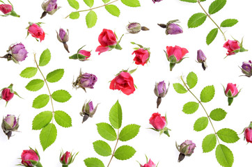 Beautiful red buds  rose collection background texture isolated on white background.