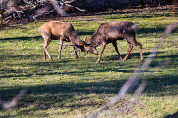 Jousting of two deers 