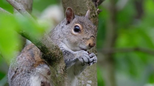 Female grey Squirrel feeding in tree showing teats.