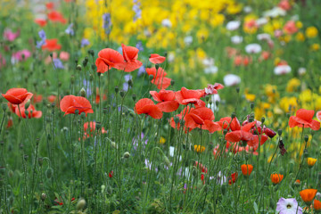 Fototapeta premium Jasny kwietnik z czerwonymi makami i kolorowymi polnymi kwiatami. Mauretański trawnik.