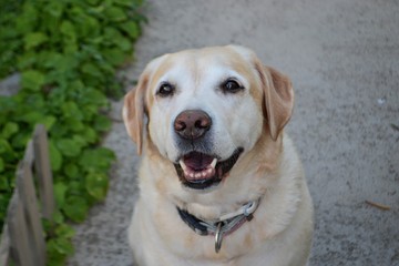 Labrador retriever puppy