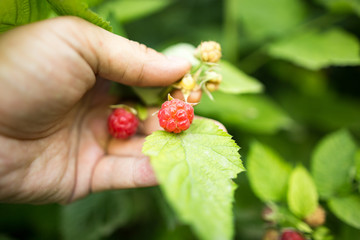Juicy red berry raspberries in hand in the garden
