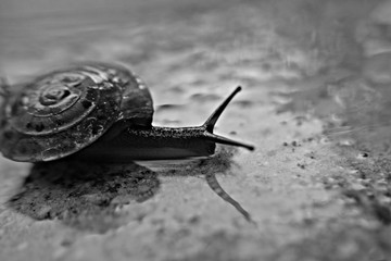 Little snail on the rainy day, monochromatic photography