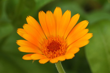 Calendula officinalis flower known as pot marigold, ruddles, common or Scotch marigold