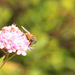 hoverfly