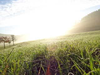  Meadow in morning dew at sunrise With hills and trees in the background. About Scans.