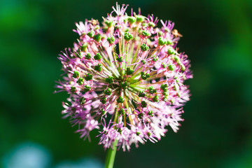 bloom flower onion alium ball