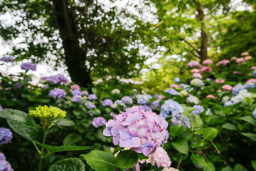 Hydrangea