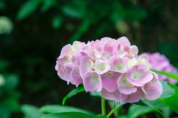 Hydrangea