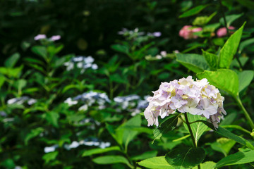 Hydrangea