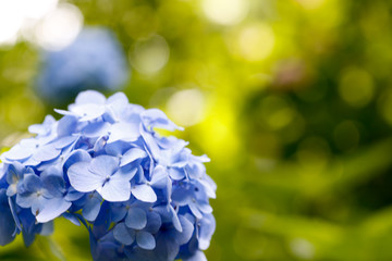 Hydrangea