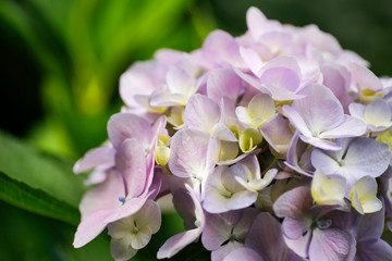 Hydrangea