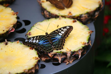 A Blue Clipper butterfly, Parthenos Sylvia Violacae, on pineapple slices feeding, Singapore Changi International Airport, November 2016