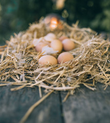 Fresh eggs on nest. chicken organic eggs with straw in nest.