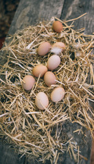 Fresh eggs on nest. chicken organic eggs with straw in nest.